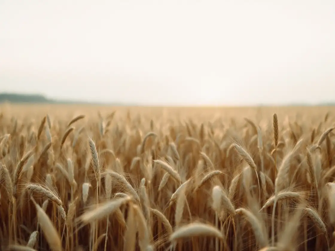 A field of ripe wheat moving in the wind under an evening sky