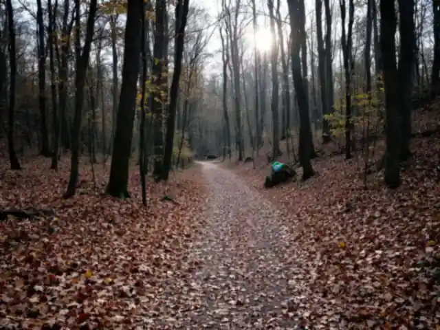 A leaf-covered footpath through autumn woods with low sun between trees