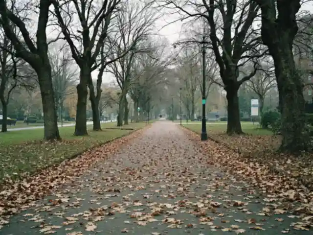 A leaf-covered path through a city park on an overcast autumn day