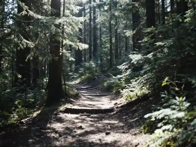 A dirt hiking trail entering a pine forest in dappled sunlight