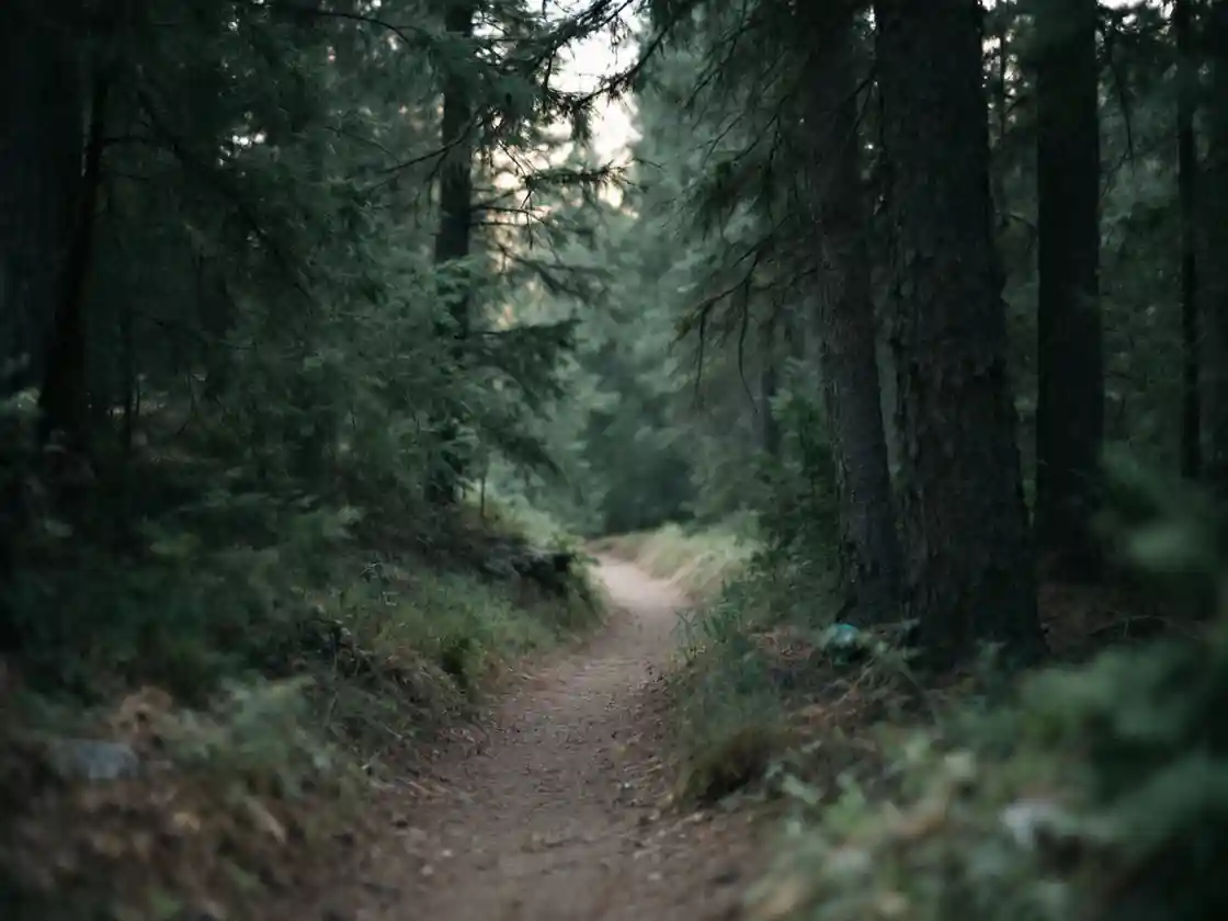 A hiking trail through pine trees with sunlight between the trunks